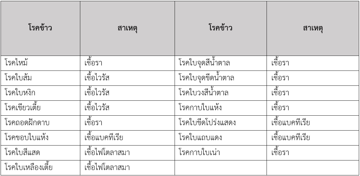 ตารางที่ 1 สาเหตุของโรคข้าว ตารางที่ 1 สาเหตุของโรคข้าว