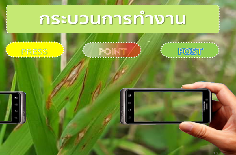 วิธีการใช้งานจำแนกและระบุโรคข้าวด้วยแอปพลิเคชันของสมาร์ตโฟน วิธีการใช้งานจำแนกและระบุโรคข้าวด้วยแอปพลิเคชันของสมาร์ตโฟน